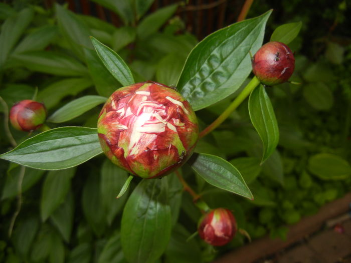 White Peony (2016, May 10)