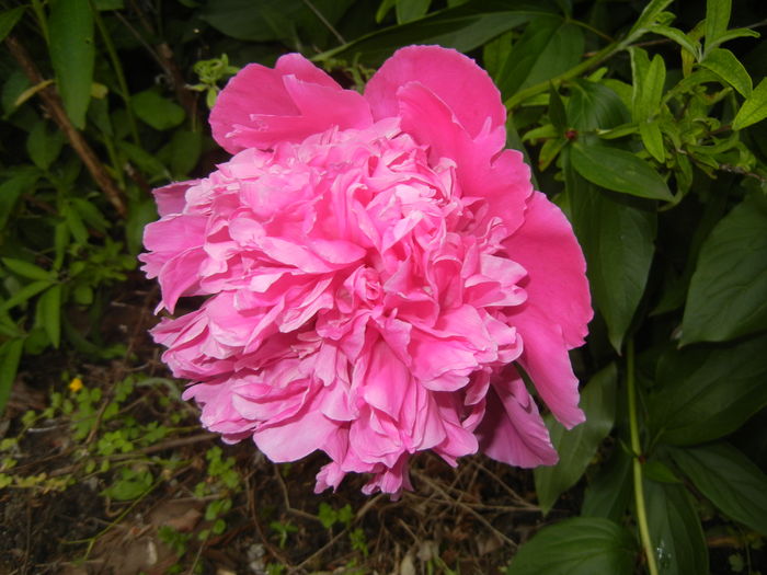 Peony. Bujor (2016, May 06)