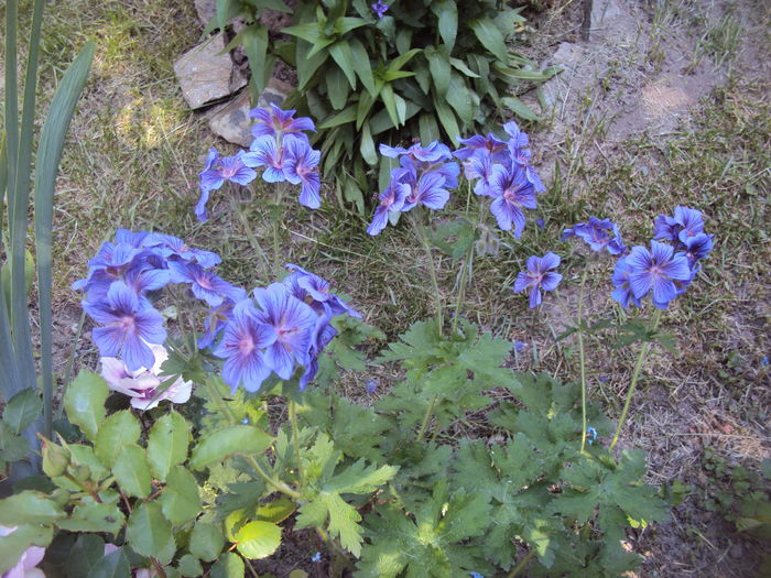 DSC01270 - Geranium si alte perene