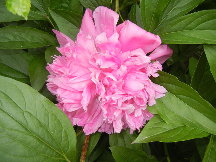 Peony. Bujor (2016, May 14)