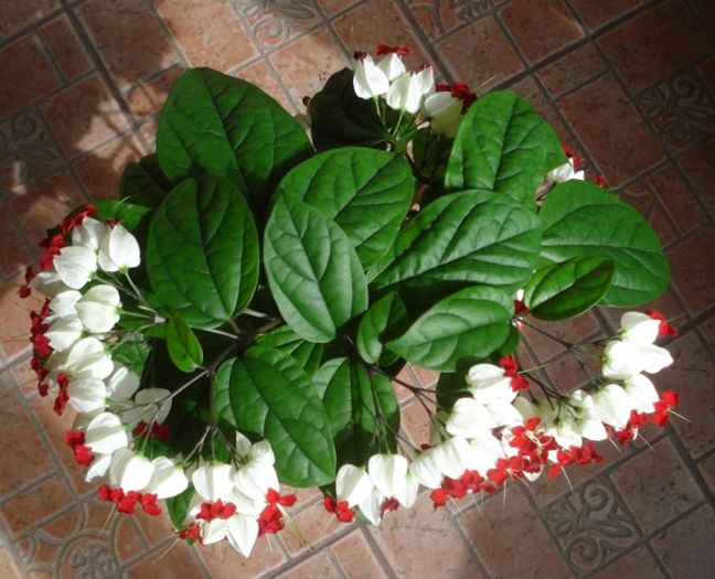 varful infloririi (2)