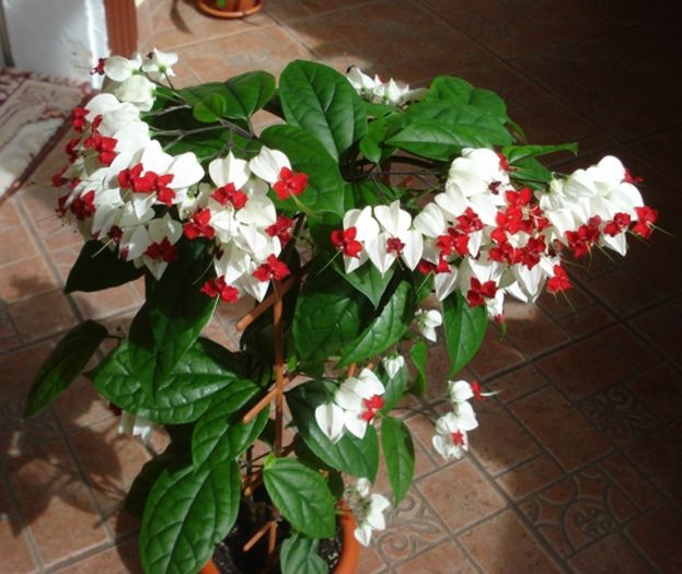 varful infloririi (3)