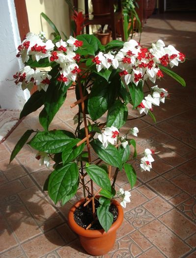 varful infloririi (4)