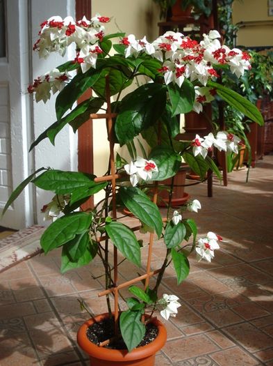 varful infloririi (5)