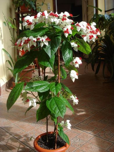 varful infloririi (7) - clerodendron thomsoniae