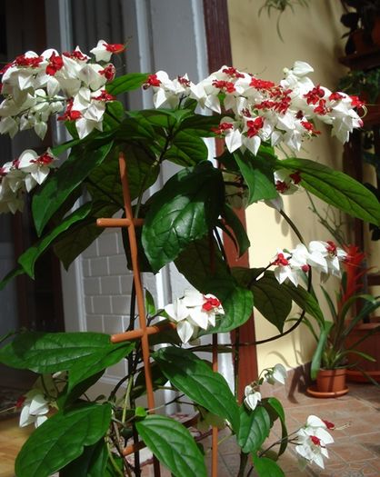 varful infloririi (8) - clerodendron thomsoniae