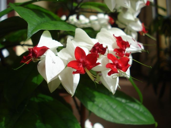 varful infloririi (10) - clerodendron thomsoniae