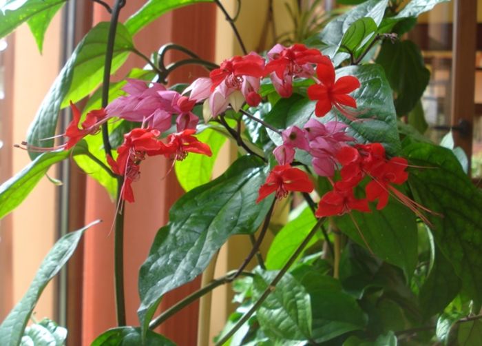 in iunie (1) - clerodendron speciosum - splendens