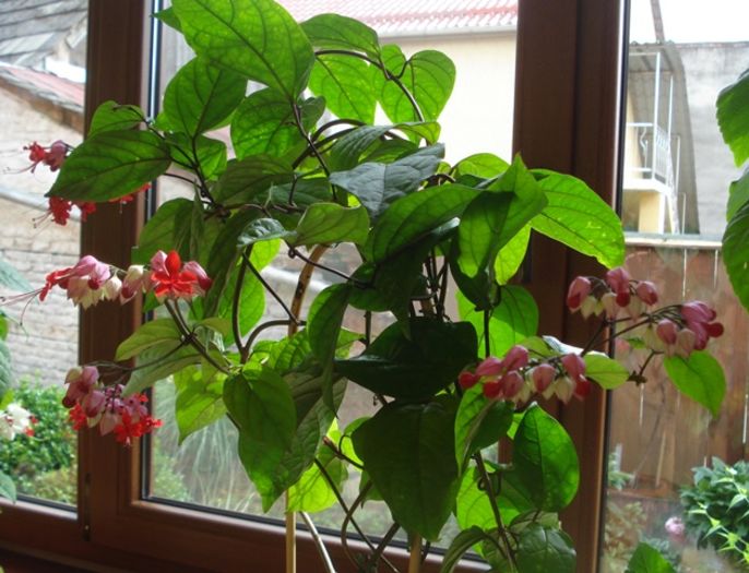 in iunie (3) - clerodendron speciosum - splendens