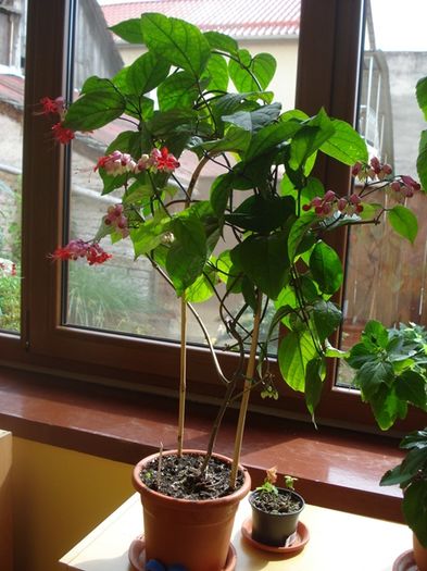 in iunie (4) - clerodendron speciosum - splendens