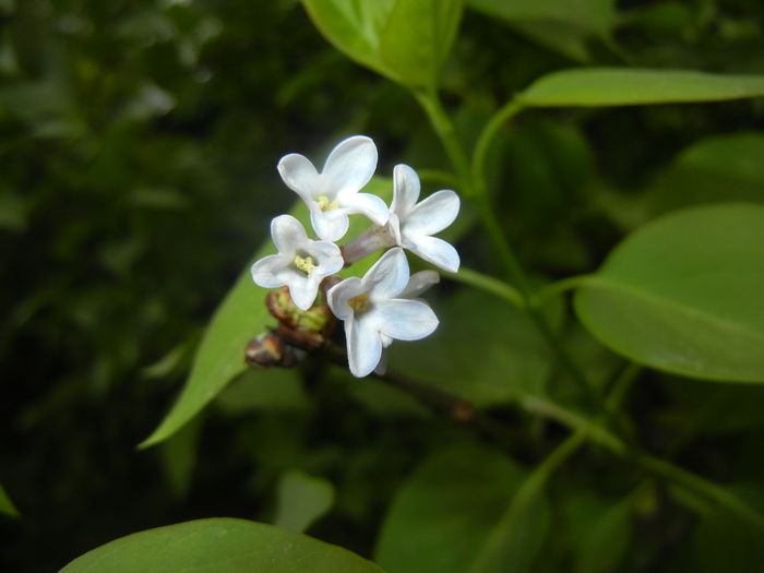 Syringa vulgaris_Lilac (2016, April 10) - Syringa vulgaris Lilac