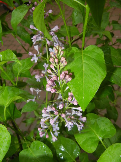 Syringa vulgaris_Lilac (2016, April 11) - Syringa vulgaris Lilac