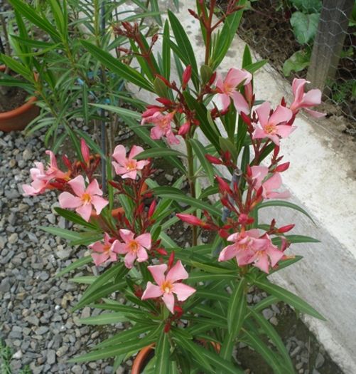 debutul lui iunie (4)