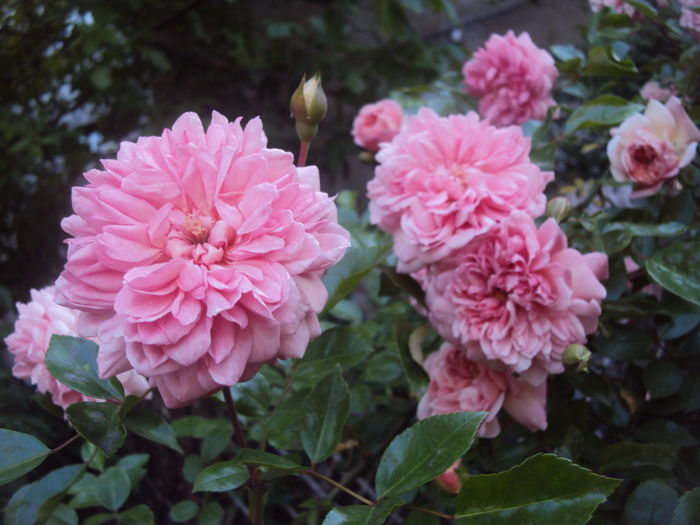 DSC01683 - Paul Noel