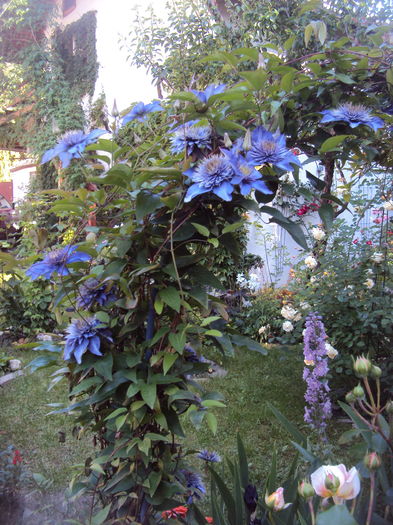 Multiblue - CLEMATITE