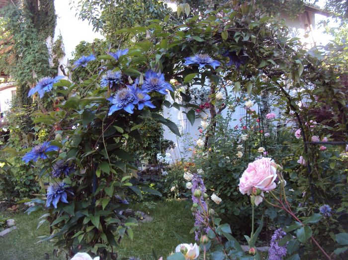 DSC02357 - CLEMATITE