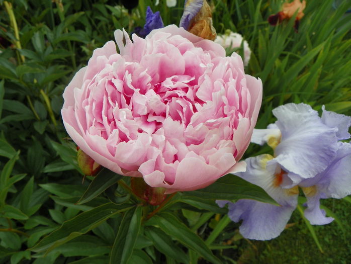 Sarah Bernhardt