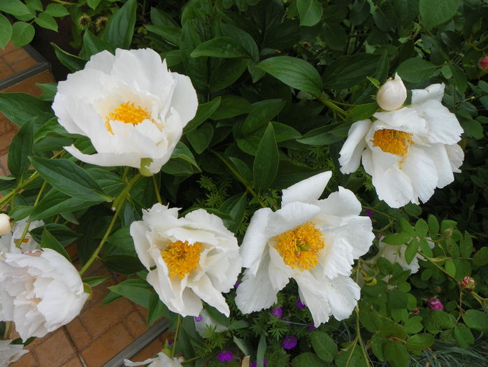 Krinkled White