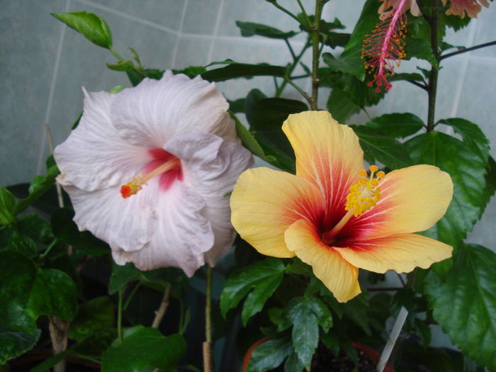 DSC05562 - HIBISCUS 2016