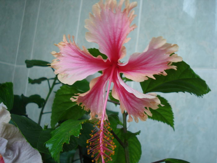 DSC05552