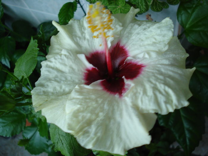 DSC05553 - Hibiscus Boreas White