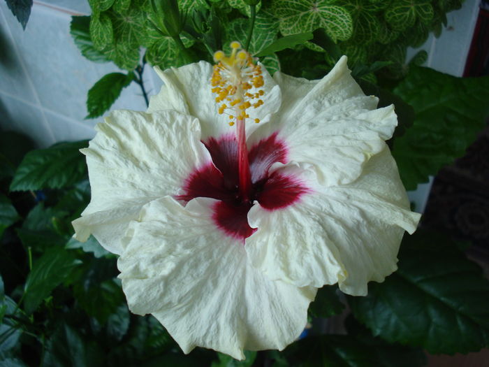 DSC05554 - Hibiscus Boreas White