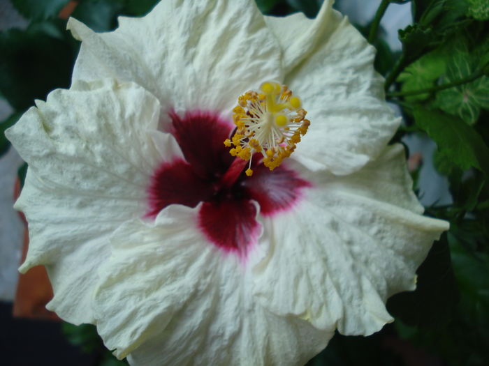 DSC05556 - Hibiscus Boreas White