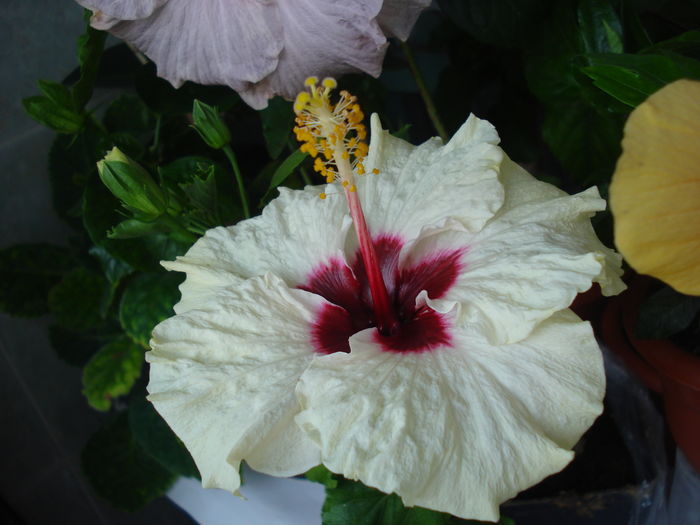 DSC05567 - Hibiscus Boreas White