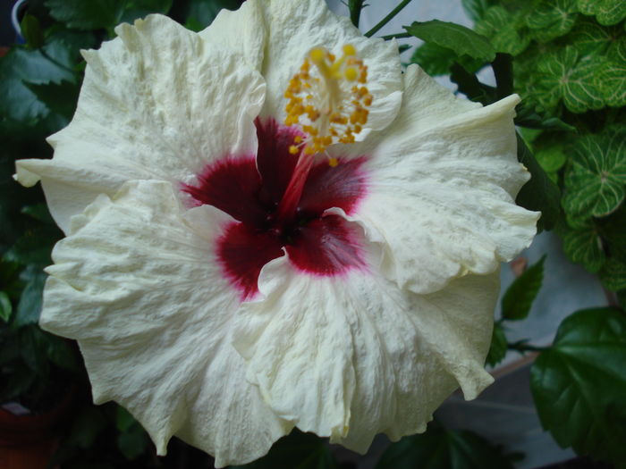 DSC05576 - Hibiscus Boreas White