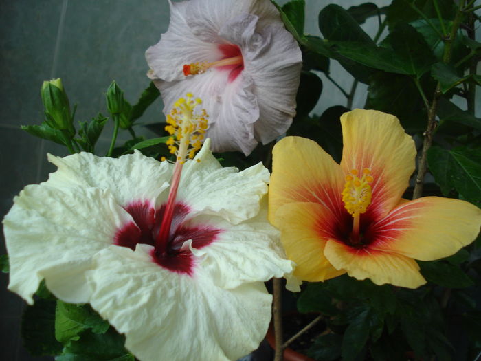 DSC05571 - Hibiscus Boreas White