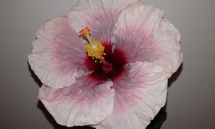 Rebelious Lady - Hibiscus Rebellious Lady