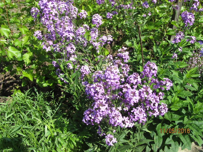 IMG_0056 - Flori de gradina-2016-Primavara