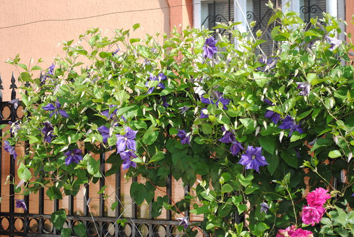 clematis Tie Dye