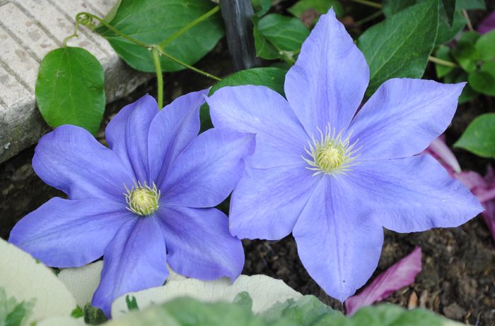 a dat de jos, bine ca n-am pierdut-o :)) - 2016 clematite