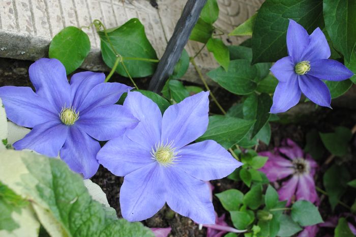 clematis Fujimusume - 2016 clematite