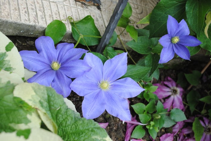 clematis Fujimusume - 2016 clematite