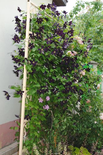 clematis Romantika