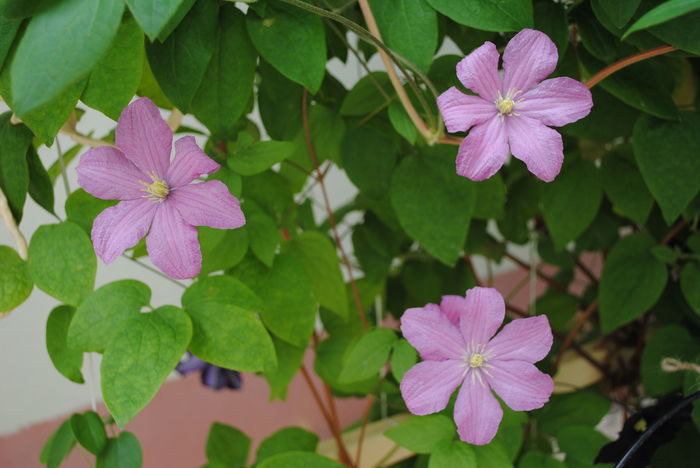 Comtesse de Bouchard - 2016 clematite
