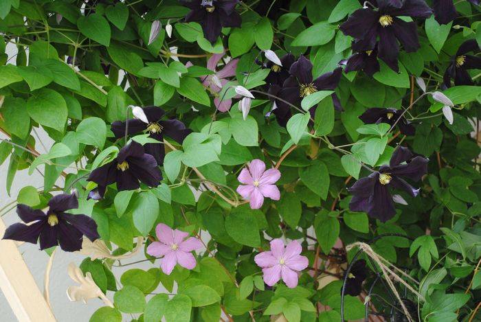 Comtesse de Bouchard,Romantika - 2016 clematite
