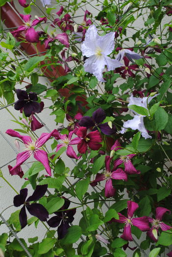 clematis(mme julia correvon+ Negritjanka - 2016 clematite