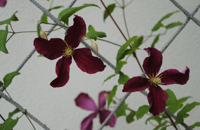 clematis Vitiwester