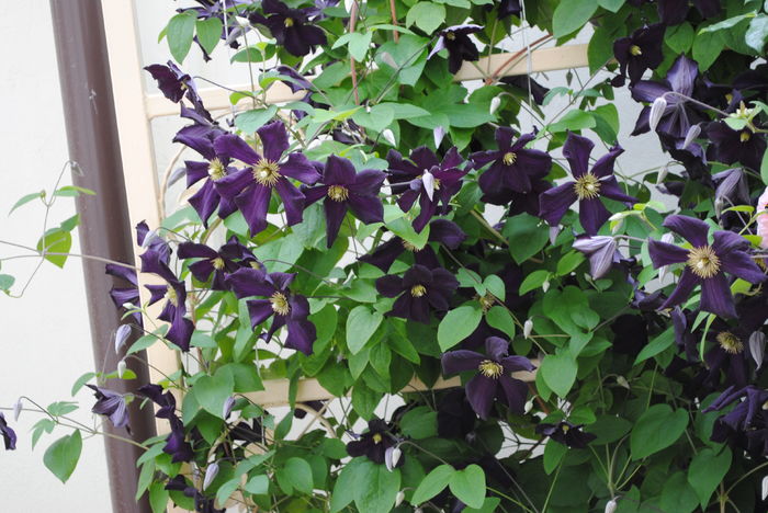clematis Romantika