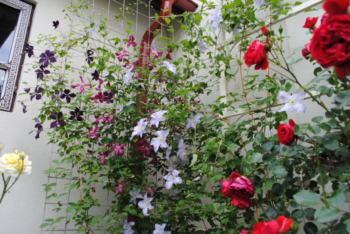 clematis(mme julia correvon+ Negritjanka