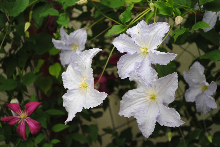 clematis Blue Angel