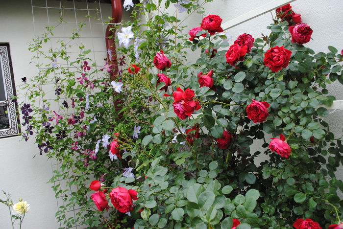 31 mai