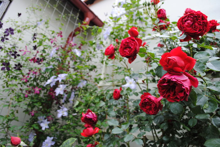 31 mai