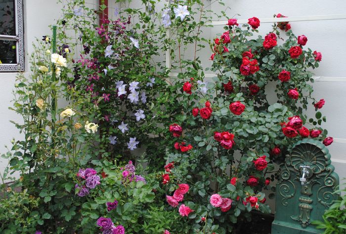 31 mai - 2016 clematite