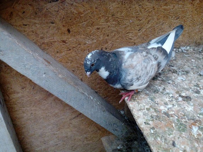 13335667_868554146621736_5660688212571487823_n - Tineret AGH 2016