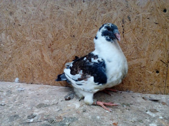 13343078_868552983288519_3255841127124901827_n - Tineret AGH 2016