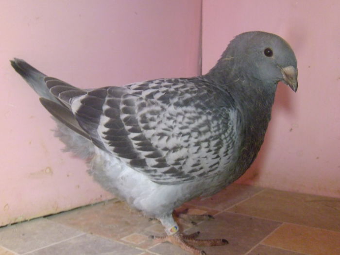 REZERVATA